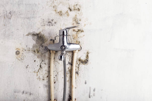 Best Mold Removal Company Near Me  in Missouri City, TX