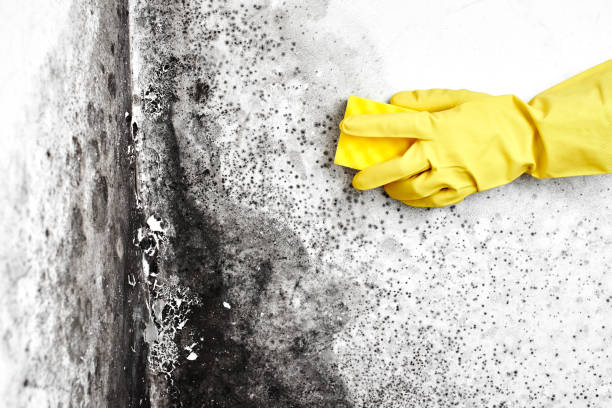 Best Best Mold Removal Companies  in Missouri City, TX