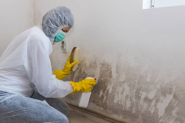 Best Emergency Mold Removal  in Missouri City, TX