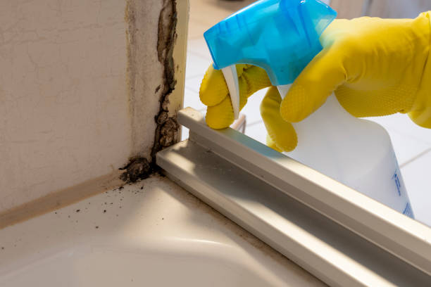 Best Local Mold Removal Service  in Missouri City, TX