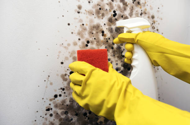 Best Professional Mold Removal  in Missouri City, TX