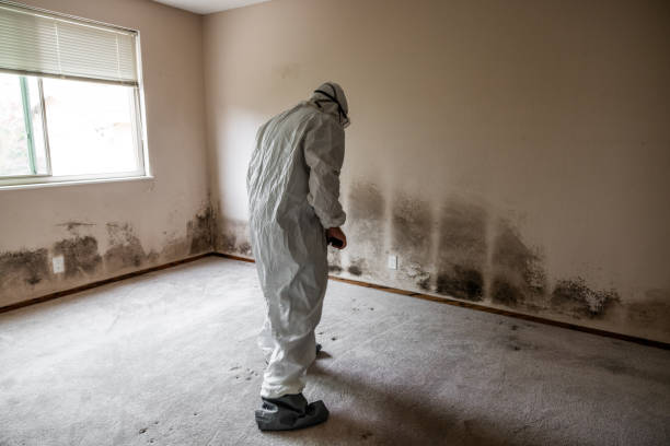 Best Mold Remediation  in Missouri City, TX